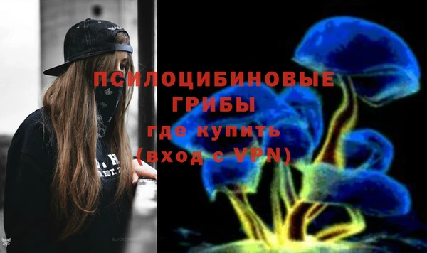 стаф Алзамай